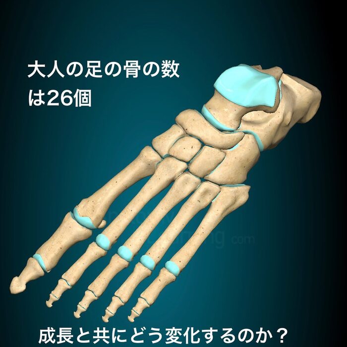 画像366